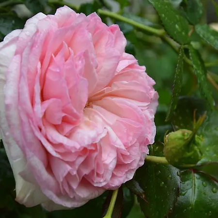 La Touraine Romantique Apartamento